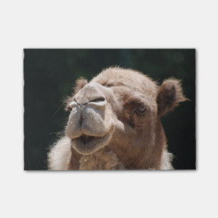 Hump Day Camel Post-it® Notes