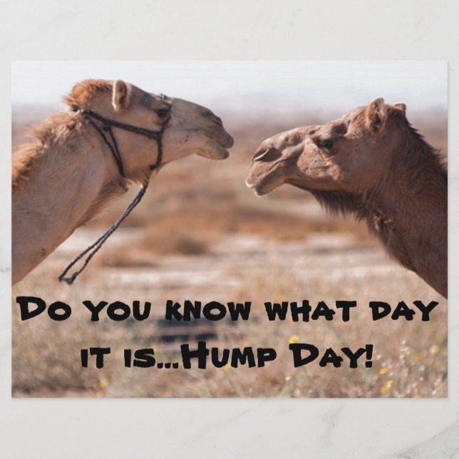 Hump Day-kamels (Voorkant)