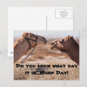 Hump Day-kamels Briefkaart (Voorkant / Achterkant)
