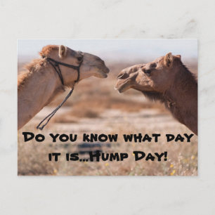 Hump Day-kamels Briefkaart