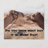 Hump Day-kamels Briefkaart (Voorkant)