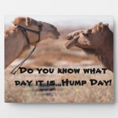 Hump Day-kamels Fotoplaat (Voorkant)