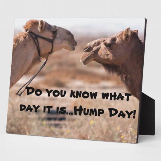 Hump Day-kamels Fotoplaat (Zijkant)