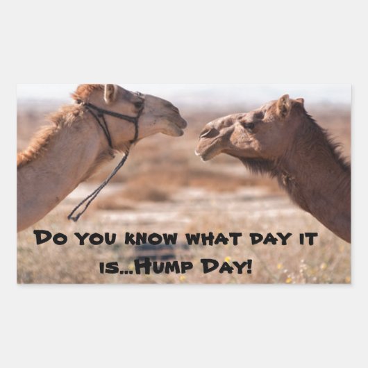 Hump Day-kamels Rechthoekige Sticker (Voorkant)