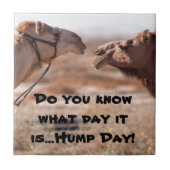Hump Day-kamels Tegeltje (Voorkant)