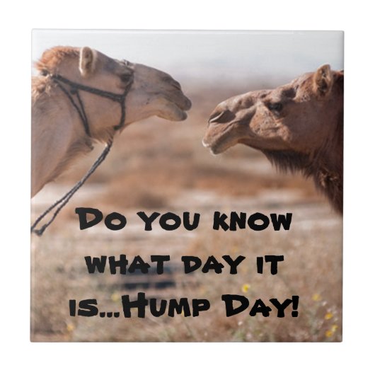 Hump Day-kamels Tegeltje (Voorkant)