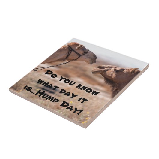 Hump Day-kamels Tegeltje (Zijkant)