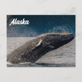 Humpback Breach Alaska Briefkaart