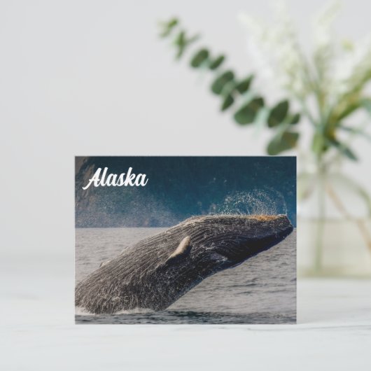 Humpback Breach Alaska Briefkaart (Staand voorkant)