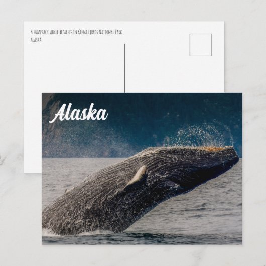Humpback Breach Alaska Briefkaart (Voorkant / Achterkant)