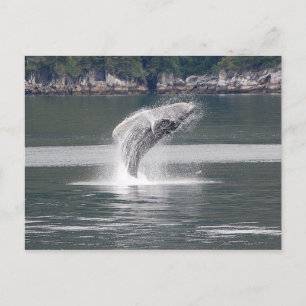 Humpback Breach Briefkaart
