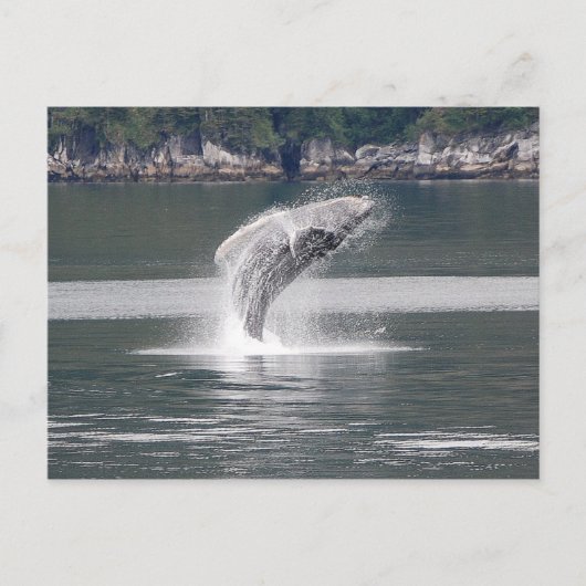 Humpback Breach Briefkaart (Voorkant)
