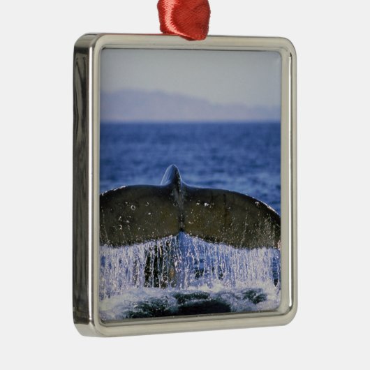 Humpback staart. metalen ornament (Rechts)