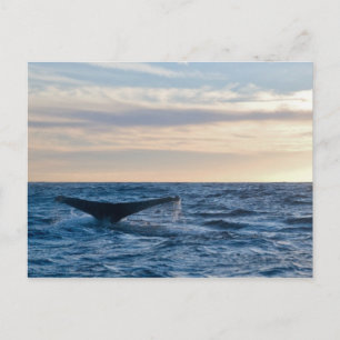 Humpback Tail Briefkaart