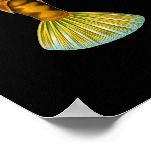 Humpback Turretfish, Ernst Haeckel Fine Art Poster (Hoek)