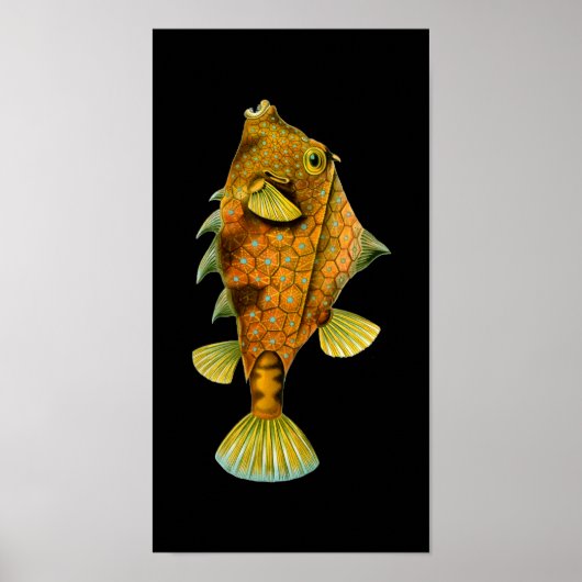 Humpback Turretfish, Ernst Haeckel Fine Art Poster (Voorkant)