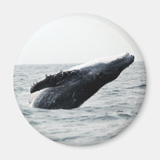 Humpback walvis breekt magneet