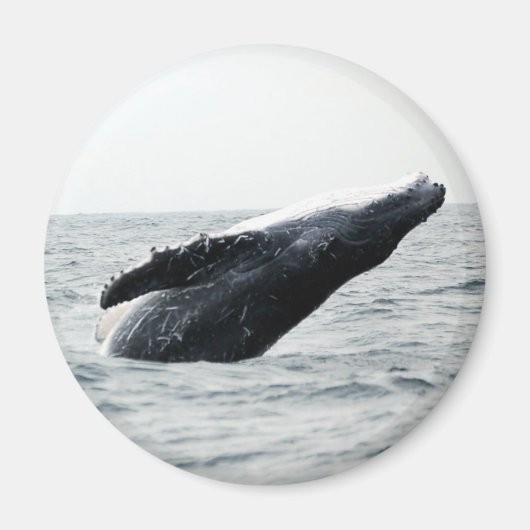 Humpback walvis breekt magneet (Voorkant)
