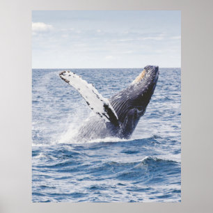 Humpback walvis die de verenigde staten breekt poster