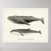 Humpback walvis en Minke Whale Poster (Voorkant)