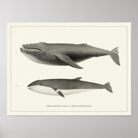 Humpback walvis en Minke Whale Poster (Voorkant)