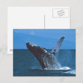 Humpback walvis Jumping Briefkaart (Voorkant / Achterkant)