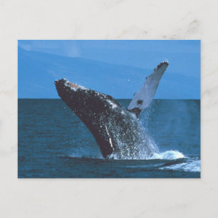 Humpback walvis Jumping Briefkaart