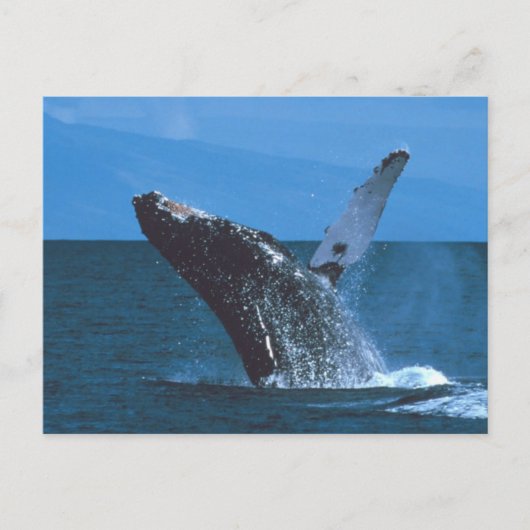 Humpback walvis Jumping Briefkaart (Voorkant)