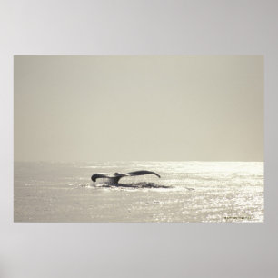 Humpback walvis, staart boven wateroppervlak poster