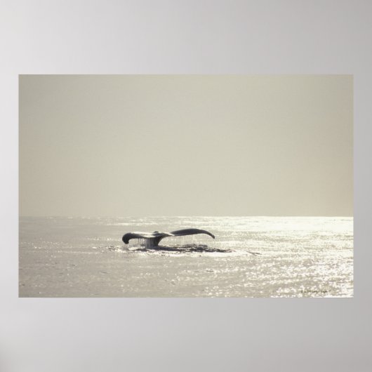 Humpback walvis, staart boven wateroppervlak poster (Voorkant)
