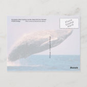 Humpback walvisjacht, Alaska Briefkaart (Achterkant)