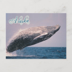 Humpback walvisjacht, Alaska Briefkaart