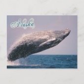 Humpback walvisjacht, Alaska Briefkaart (Voorkant)