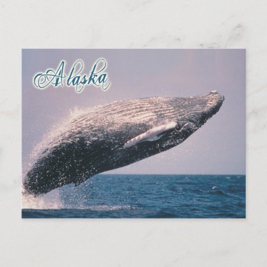 Humpback walvisjacht, Alaska Briefkaart (Voorkant)