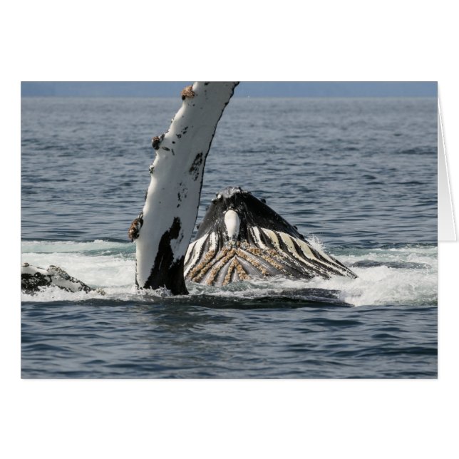 Humpback Whale (Voorkant Horizontaal)