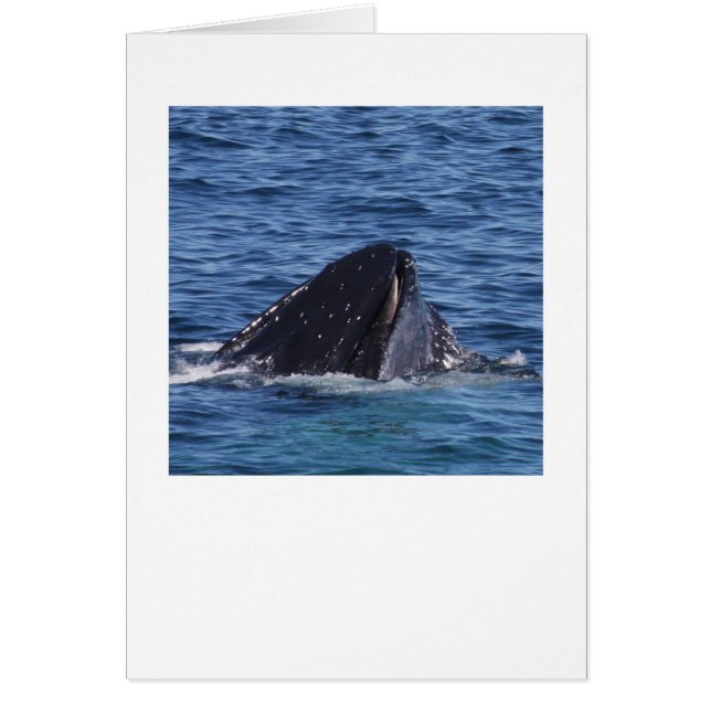 Humpback Whale (Voorkant)