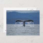 Humpback Whale 2 Briefkaart (Voorkant / Achterkant)