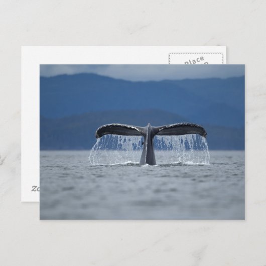 Humpback Whale 2 Briefkaart (Voorkant / Achterkant)