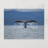 Humpback Whale 2 Briefkaart (Voorkant)