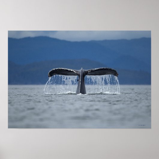 Humpback Whale 2 Poster (Voorkant)