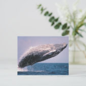 Humpback Whale Baching Briefkaart (Staand voorkant)