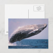 Humpback Whale Baching Briefkaart (Voorkant / Achterkant)