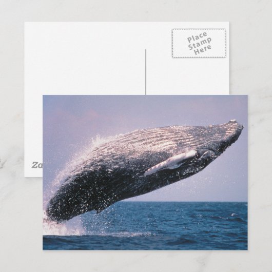 Humpback Whale Baching Briefkaart (Voorkant / Achterkant)