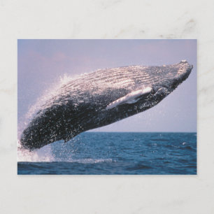 Humpback Whale Baching Briefkaart