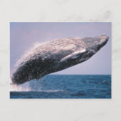 Humpback Whale Baching Briefkaart (Voorkant)