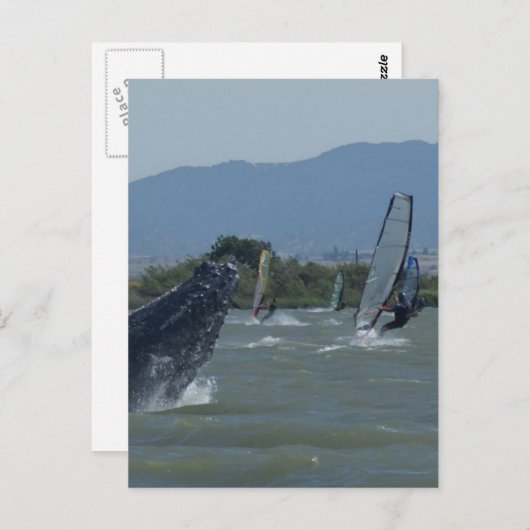 Humpback Whale Baching door Windsurfers Briefkaart (Voorkant / Achterkant)