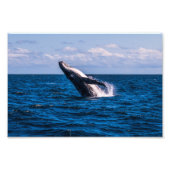 Humpback Whale Baching Foto Print Foto Afdruk (Voorkant)
