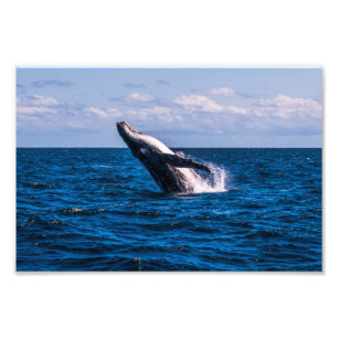 Humpback Whale Baching Foto Print Foto Afdruk
