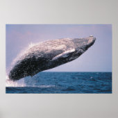 Humpback Whale Baching Poster (Voorkant)