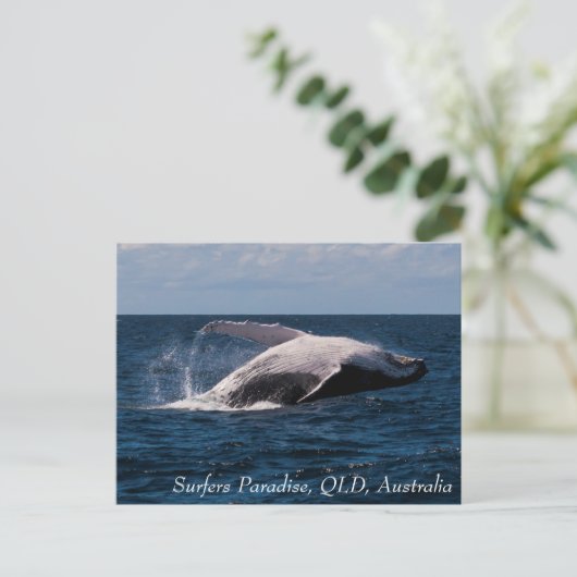 Humpback Whale Baching Surfers Paradise Briefkaart (Staand voorkant)